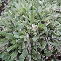 Antennaria microphylla vegetation